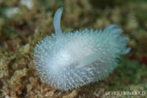 Acanthodoris pilosa