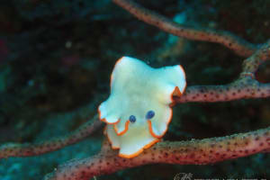 アワシマオトメウミウシ Dermatobranchus albopunctulatus