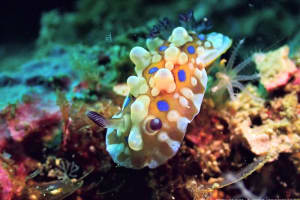 ミヤコウミウシ Dendrodoris krusensternii