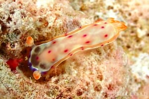 ミカドウミウシ Hexabranchus lacer