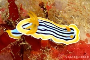 コールマンウミウシ Chromodoris colemani