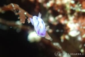 ソヨカゼイロウミウシ Hypselodoris zephyra