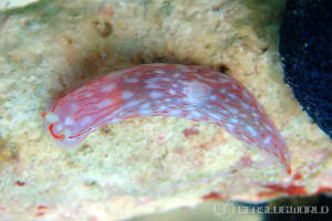 ザマミキヌハダウミウシ Gymnodoris sp. 6