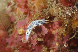 リュウモンイロウミウシ Hypselodoris maritima