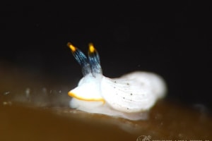 カメキオトメウミウシ Dermatobranchus primus