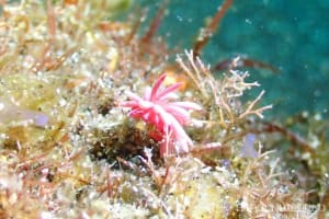 ヒロウミウシ Ceratodoris hiroi