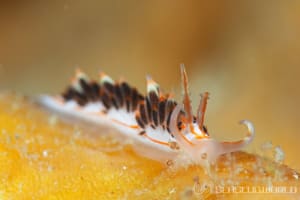 Facelina quadrilineata