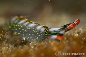 ハナミドリガイ Thuridilla splendens