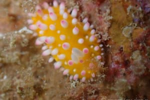 Cadlinella ornatissima