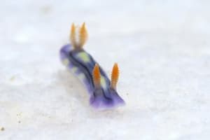 ソヨカゼイロウミウシ Hypselodoris zephyra