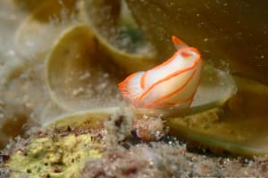 キンセンウミウシ Gymnodoris amakusana