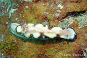 Hypselodoris imperialis