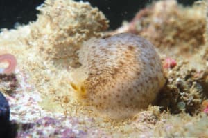 ナマコウミウシ Dendrodoris elongata