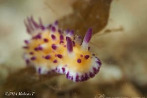 レンゲウミウシ Mexichromis multituberculata