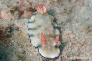 ボーランドウミウシ Hypselodoris bollandi