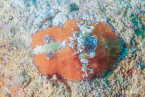 ヒオドシウミウシ Sclerodoris rubicunda