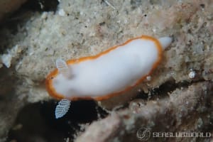 ボンボリイロウミウシ Goniobranchus albonares