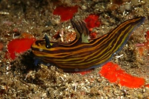 イシガキリュウグウウミウシ Tyrannodoris luteolineata