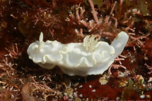 シロタエイロウミウシ Glossodoris buko