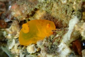 キヌハダウミウシ Gymnodoris inornata