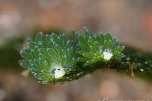 Costasiella sp. 3