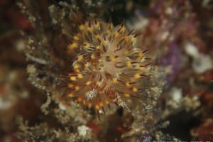 コヤナギウミウシ Janolus toyamensis