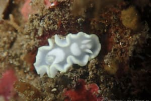 シロタエイロウミウシ Glossodoris buko