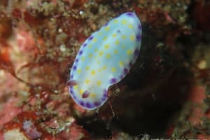 コモンウミウシ Goniobranchus aureopurpureus