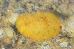 キイロハケジタウミウシ Geitodoris lutea