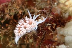 サクラミノウミウシ Sakuraeolis sakuracea