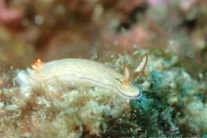 ヒュプセロドーリス・キャサリンアエ Hypselodoris katherinae ヒュプセロドーリス・キャサリンアエ Hypselodoris katherinae