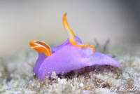 みんなで作る世界のウミウシ図鑑 世界のウミウシ