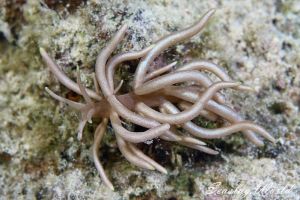 イボクセニアウミウシ Phyllodesmium Tuberculatum 世界のウミウシ