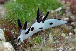 パンダツノウミウシ Trapania Naeva 世界のウミウシ