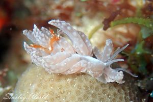 イボクセニアウミウシ Phyllodesmium Tuberculatum 世界のウミウシ