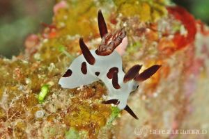 パンダツノウミウシ Trapania Naeva 世界のウミウシ