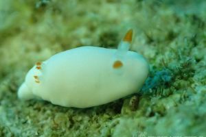 シロウサギウミウシ Verconia Simplex 世界のウミウシ