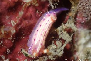 イチゴミルクウミウシ Mexichromis Aurora 世界のウミウシ