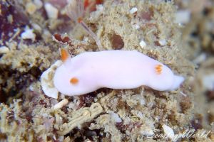 みんなで作る世界のウミウシ図鑑 世界のウミウシ