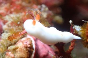 クロスウサギウミウシ Verconia Decussata 世界のウミウシ