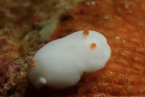 クロスウサギウミウシ Verconia Decussata 世界のウミウシ