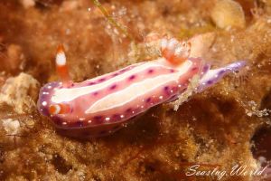 イチゴミルクウミウシ Mexichromis Aurora 世界のウミウシ