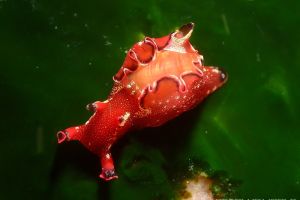 Aplysia Gigantea Sowerby 1869 Seaslug World