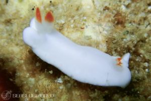 シロウサギウミウシ Verconia Simplex 世界のウミウシ