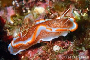 キャラメルウミウシ Glossodoris Rufomarginata 世界のウミウシ