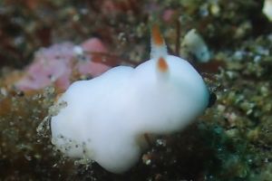 シロウサギウミウシ Verconia Simplex 世界のウミウシ