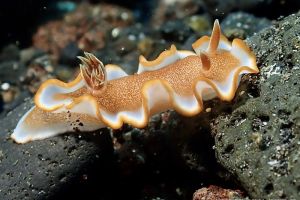 キャラメルウミウシ Glossodoris Rufomarginata 世界のウミウシ