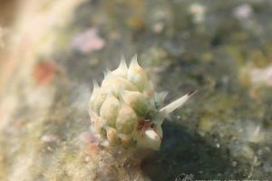 テングモウミウシ Costasiella Kuroshimae 世界のウミウシ