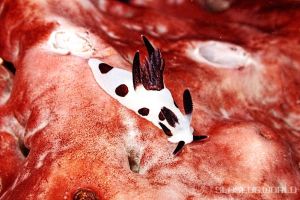 パンダツノウミウシ Trapania Naeva 世界のウミウシ