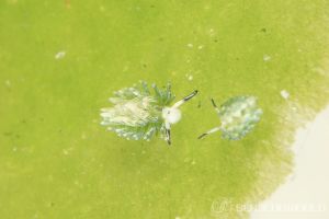 ウサギモウミウシ Costasiella Usagi 世界のウミウシ